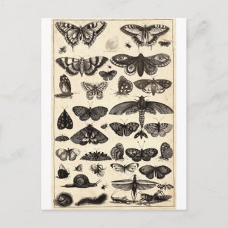 Carte Postale papillon