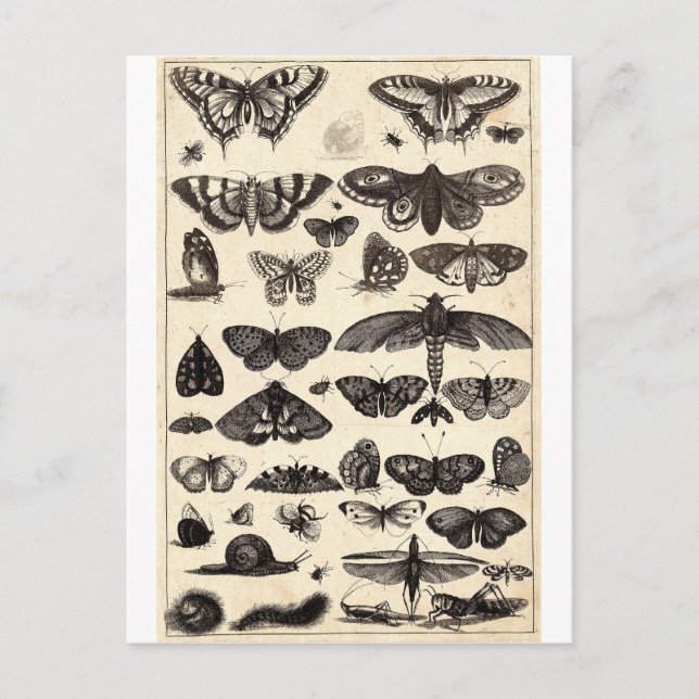 Carte Postale papillon (Devant)