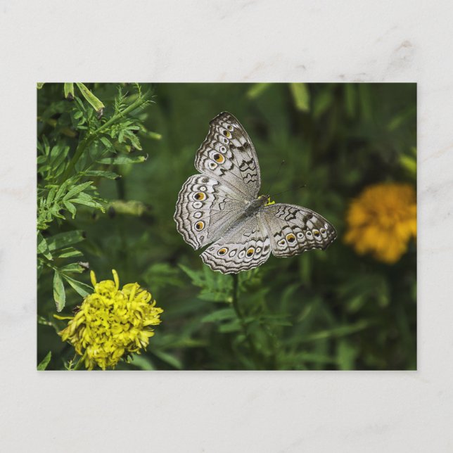 Carte postale papillon (Devant)