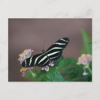 Carte Postale papillon