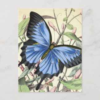 Carte Postale Papillon