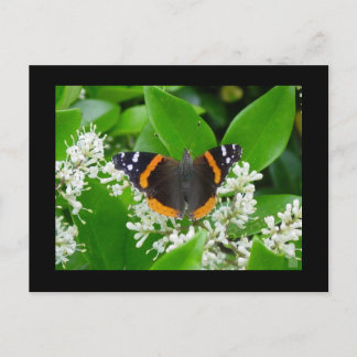 Carte Postale Papillon