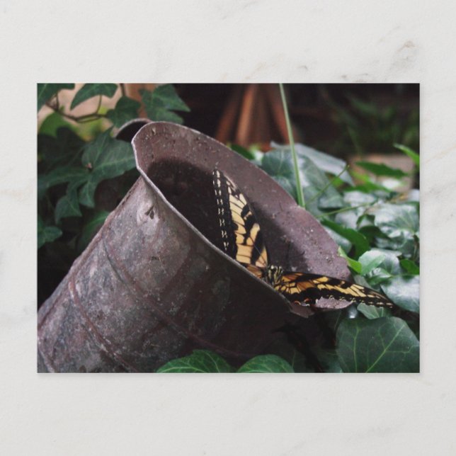 Carte postale papillon (Devant)