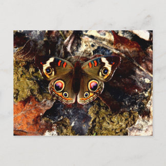 Carte Postale Papillon