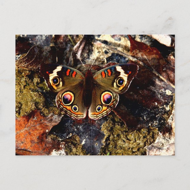 Carte Postale Papillon (Devant)