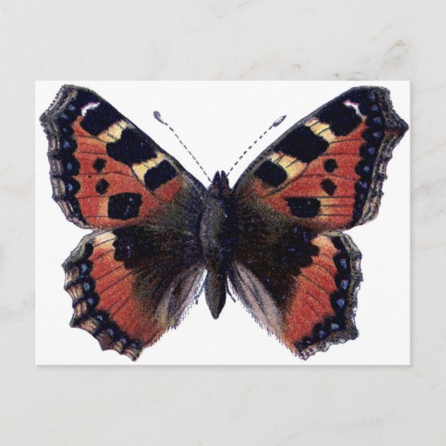 Carte Postale Papillon (Devant)