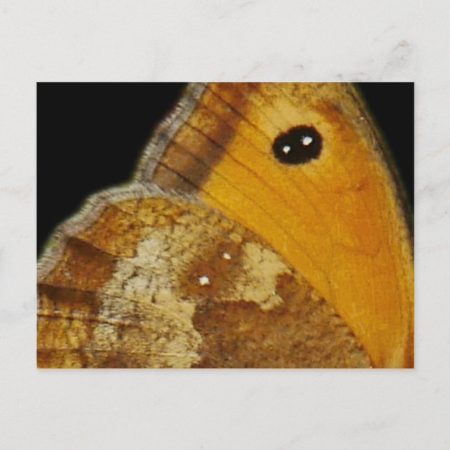 Carte postale Papillon (Devant)