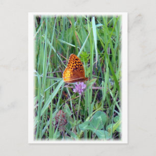 Carte Postale Papillon
