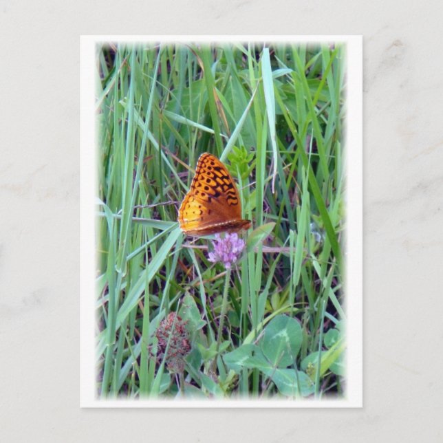 Carte Postale Papillon (Devant)