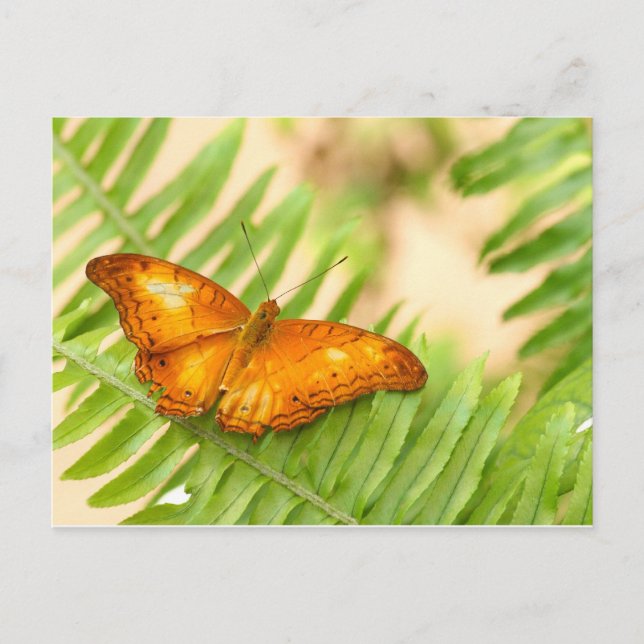 Carte Postale papillon (Devant)