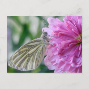 Carte postale papillon