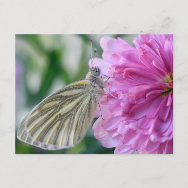 Carte postale papillon (Devant)