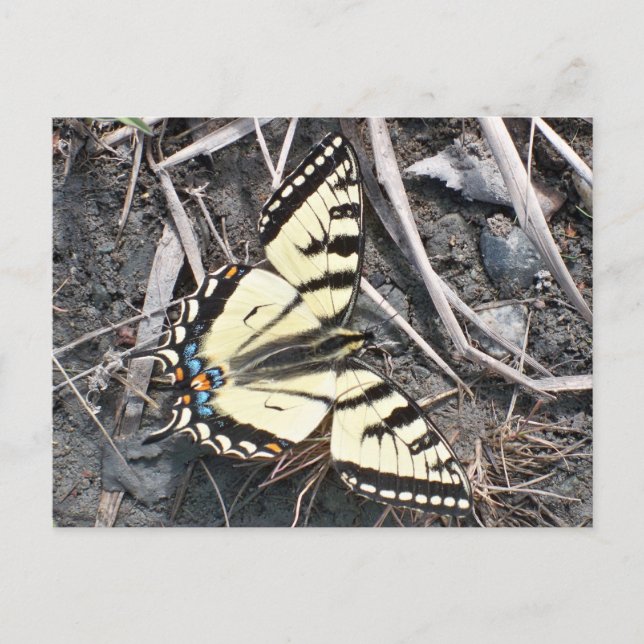Carte postale papillon (Devant)