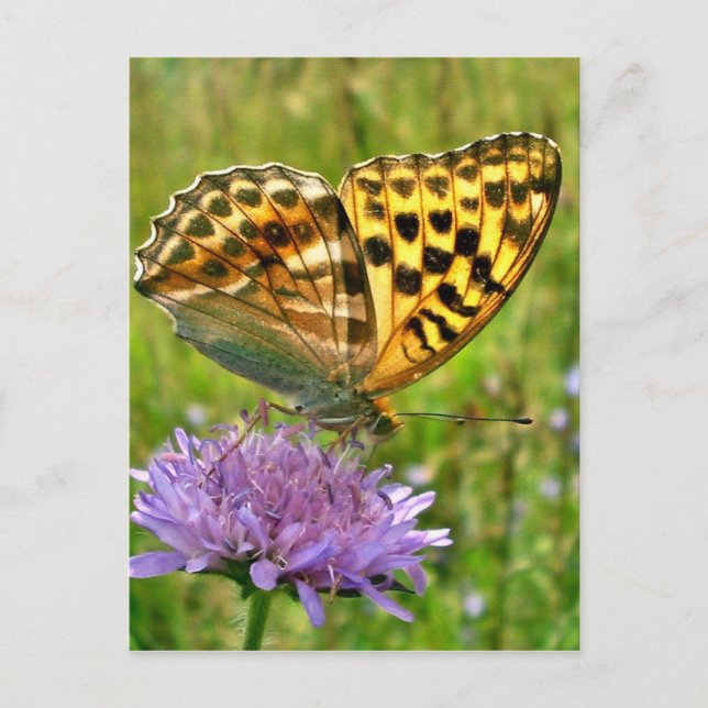 Carte Postale Papillon (Devant)