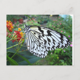 Carte postale papillon