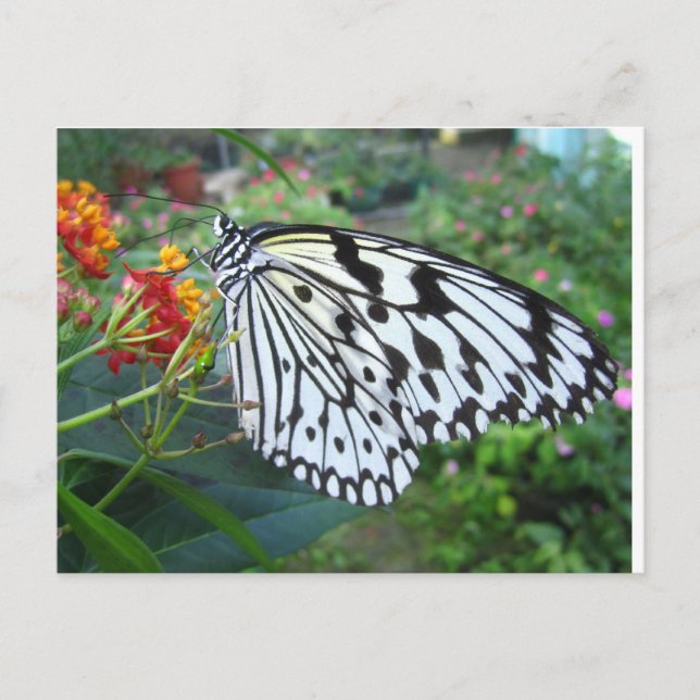 Carte postale papillon (Devant)