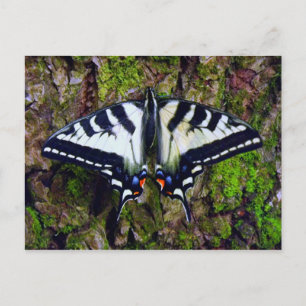 Carte Postale Papillon