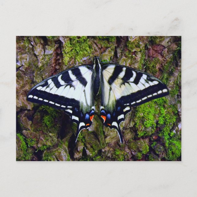 Carte Postale Papillon (Devant)