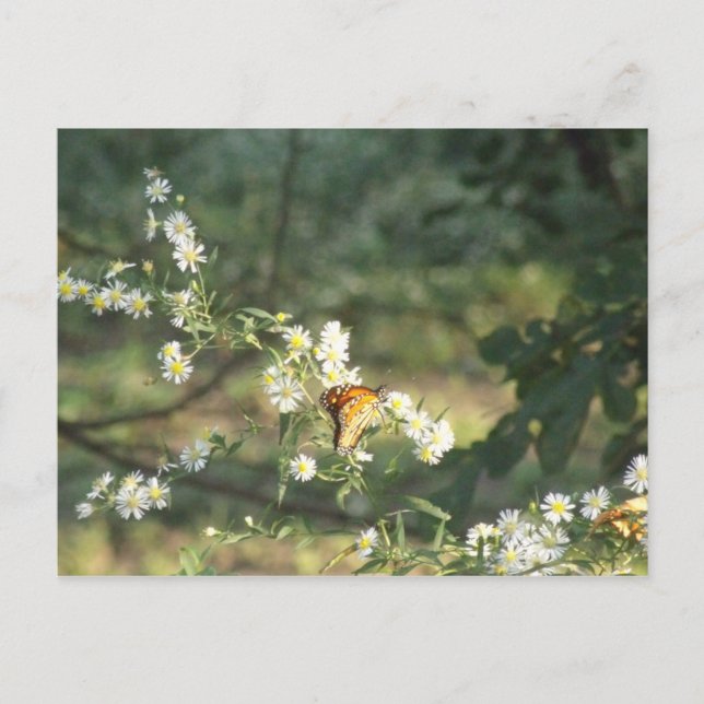 Carte Postale Papillon (Devant)