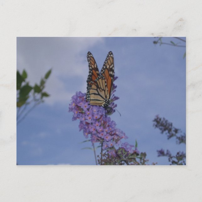Carte Postale papillon (Devant)