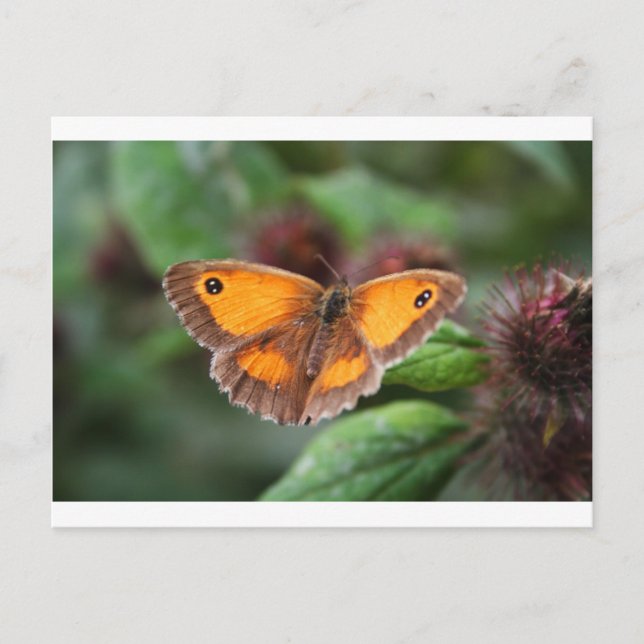 Carte Postale Papillon (Devant)