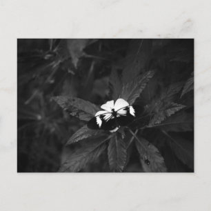 Carte Postale Papillon
