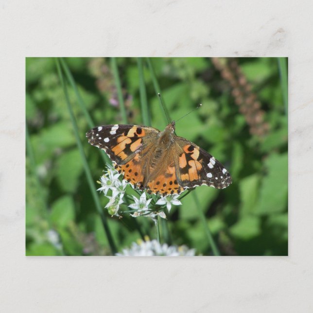 carte postale papillon (Devant)