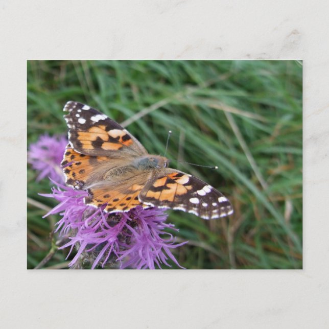 Carte postale papillon (Devant)