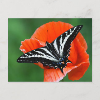Carte postale papillon