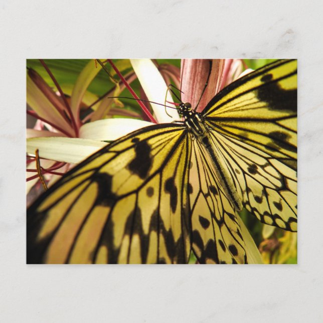 Carte postale papillon (Devant)