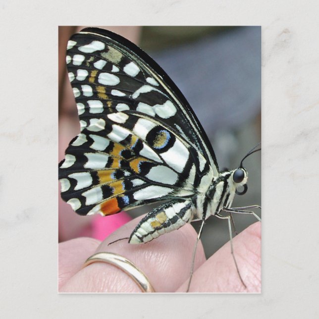 Carte Postale papillon (Devant)