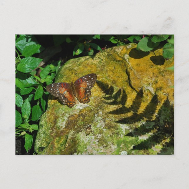 Carte Postale Papillon (Devant)