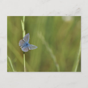 Carte Postale papillon