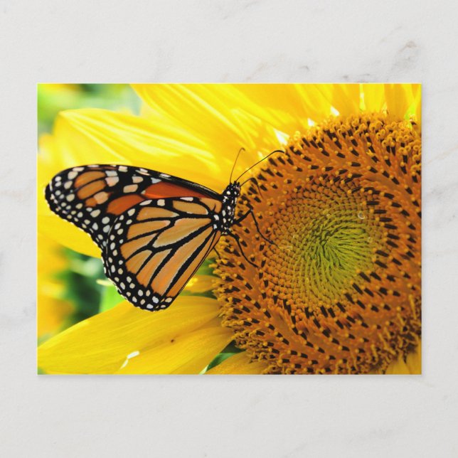 Carte Postale Papillon (Devant)