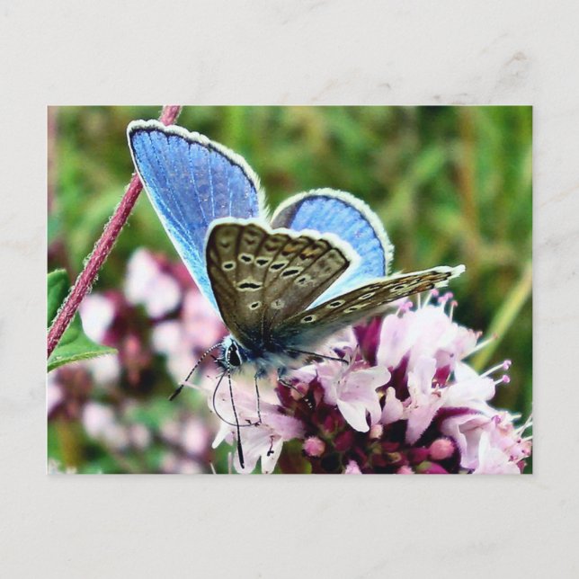 Carte Postale Papillon (Devant)
