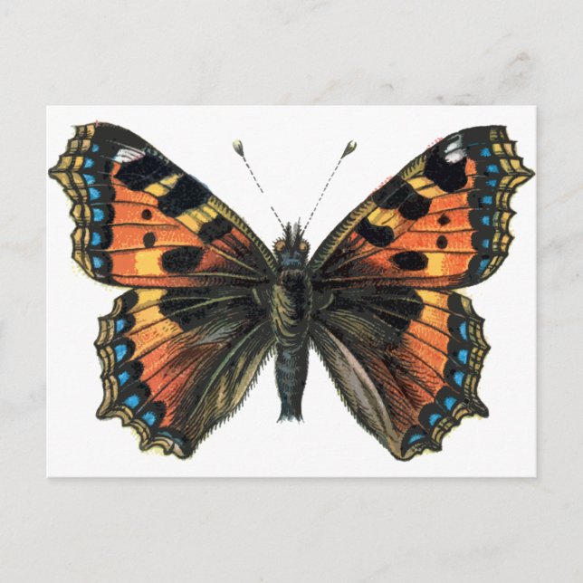 Carte Postale Papillon 01 (Devant)