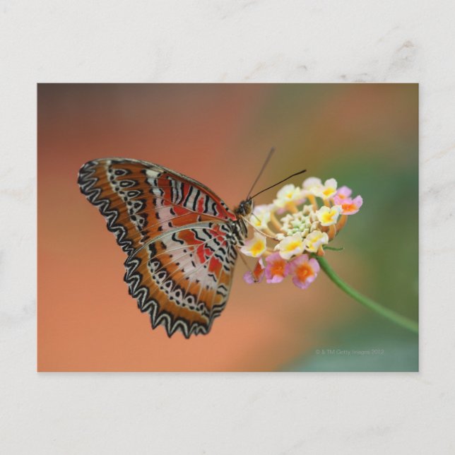 Carte Postale papillon 2 (Devant)