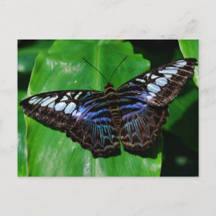 Carte postale Papillon 5