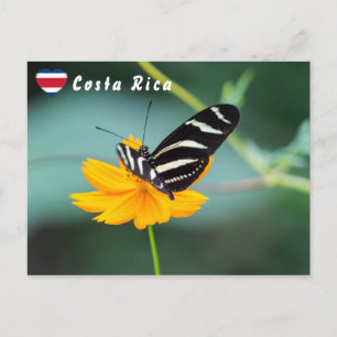 Carte Postale Papillon à aile longue Zebra - Costa Rica