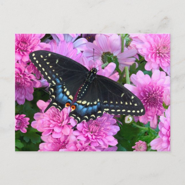 Carte Postale Papillon à damier de Baltimore (Devant)