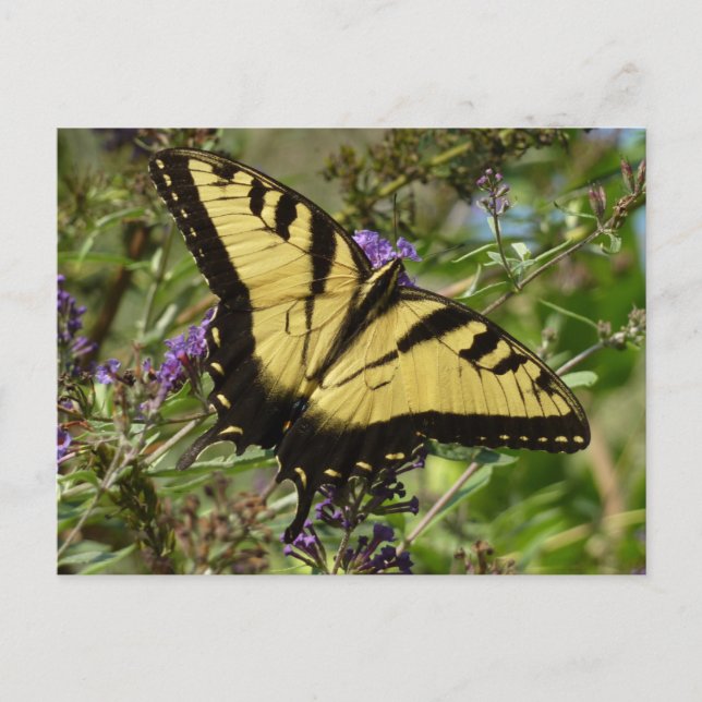 Carte Postale Papillon à queue d'aronde sur Buddleia (Devant)