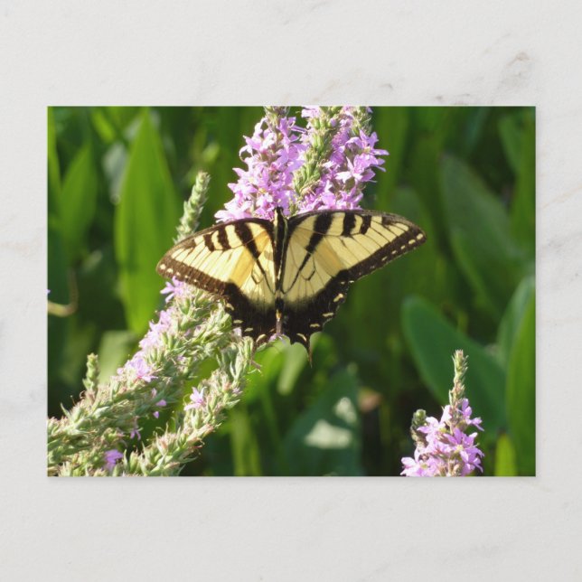 Carte Postale Papillon à queue d'hirondelle sur des fleurs sauva (Devant)