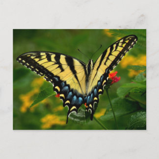 Carte postale Papillon à queue jaune