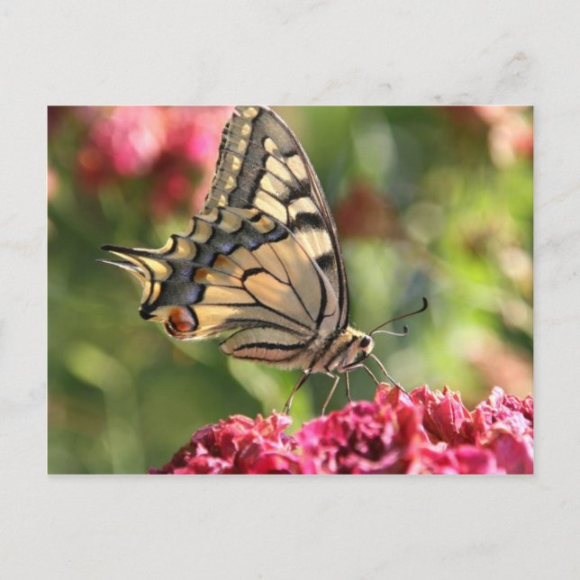 Carte Postale Papillon à queue jaune (Devant)