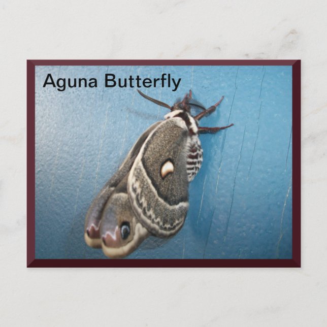 Carte postale Papillon Aguna #2 (Devant)
