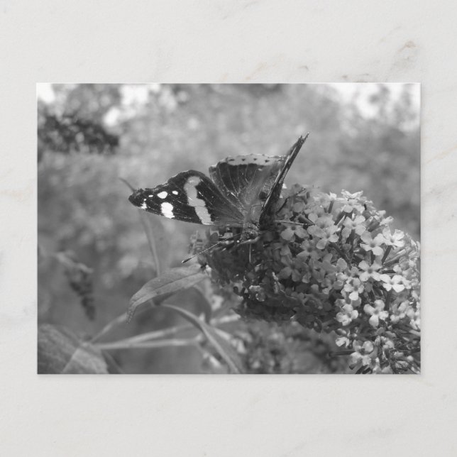 Carte postale - Papillon amiral en noir et blanc (Devant)
