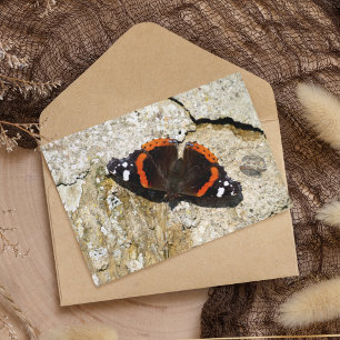 Carte Postale Papillon - Amiral rouge