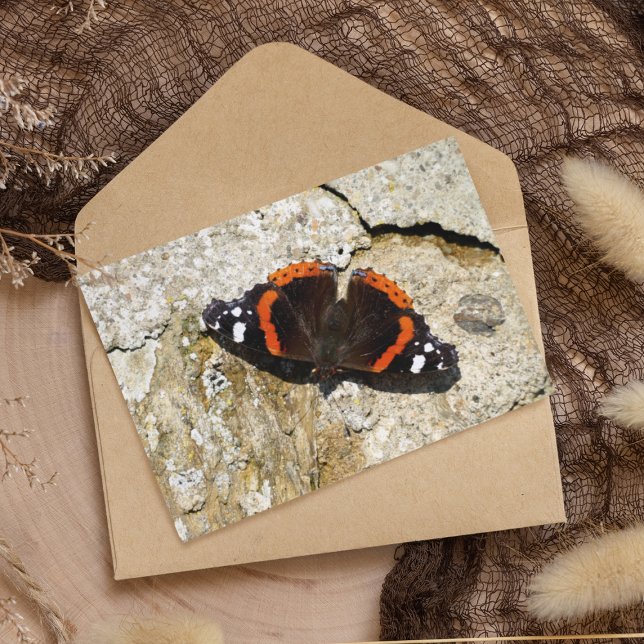 Carte Postale Papillon - Amiral rouge (Créateur téléchargé)