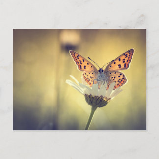 Carte Postale Papillon Argus