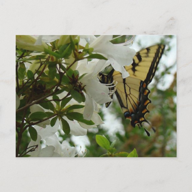 Carte Postale Papillon au printemps (Devant)